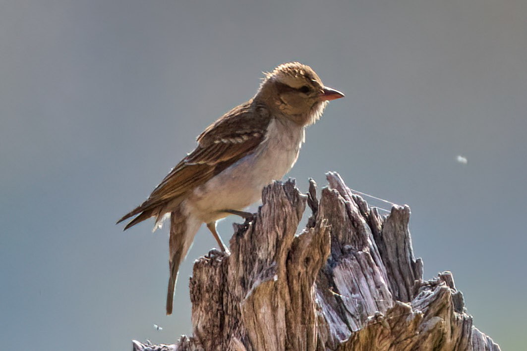 Yellow-throated Bush Sparrow - ML547415081