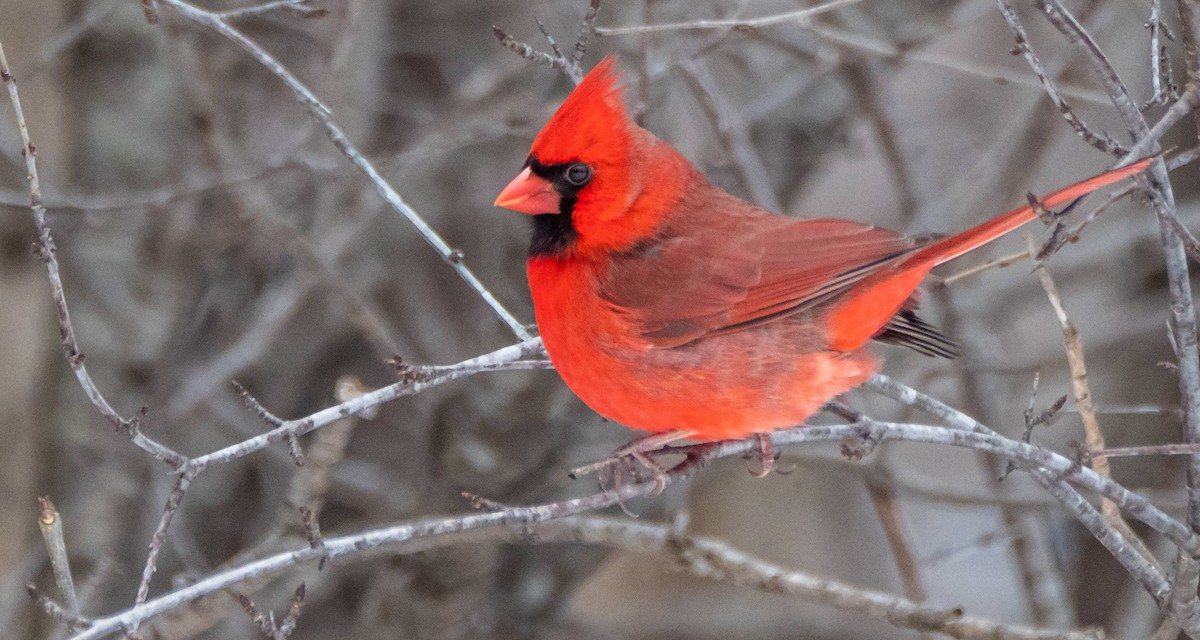 Cardinal rouge - ML547415731