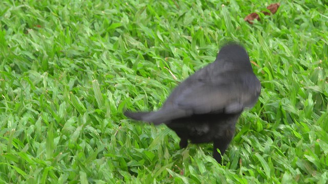 Large-billed Crow - ML547421131