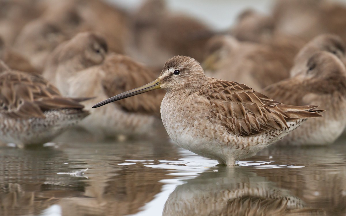 Long-billed Dowitcher - ML547421711