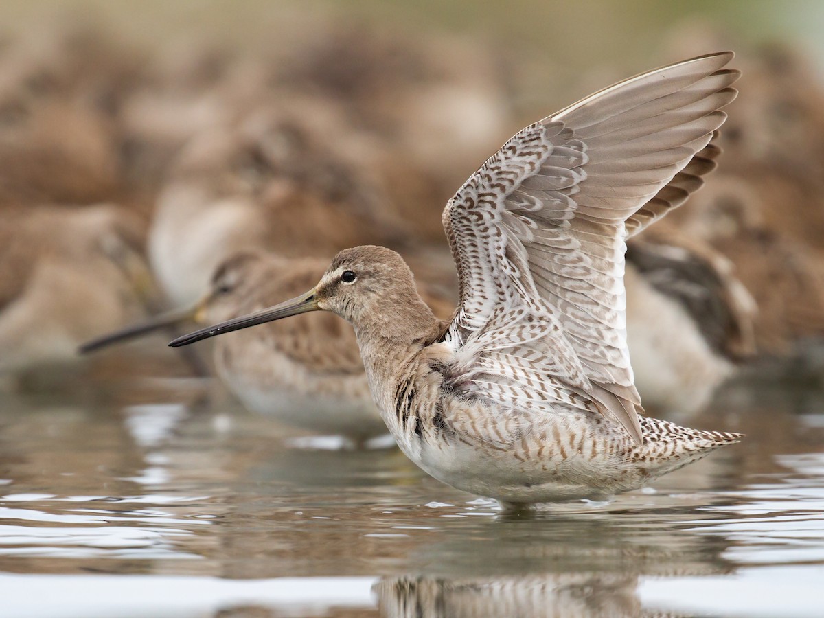 Long-billed Dowitcher - ML547421971