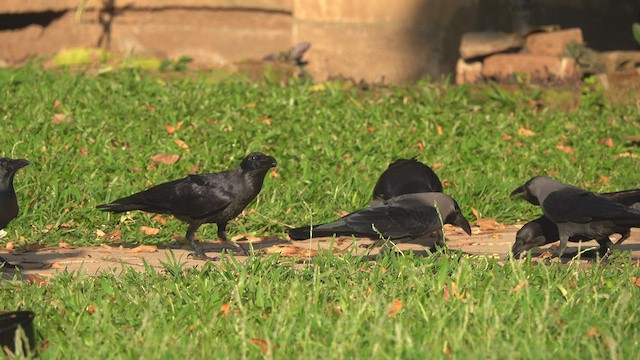 Large-billed Crow - ML547422911