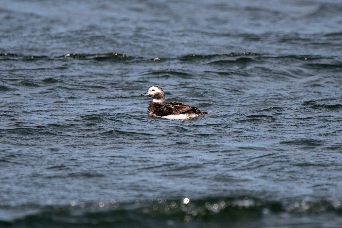 Long-tailed Duck - ML547423551