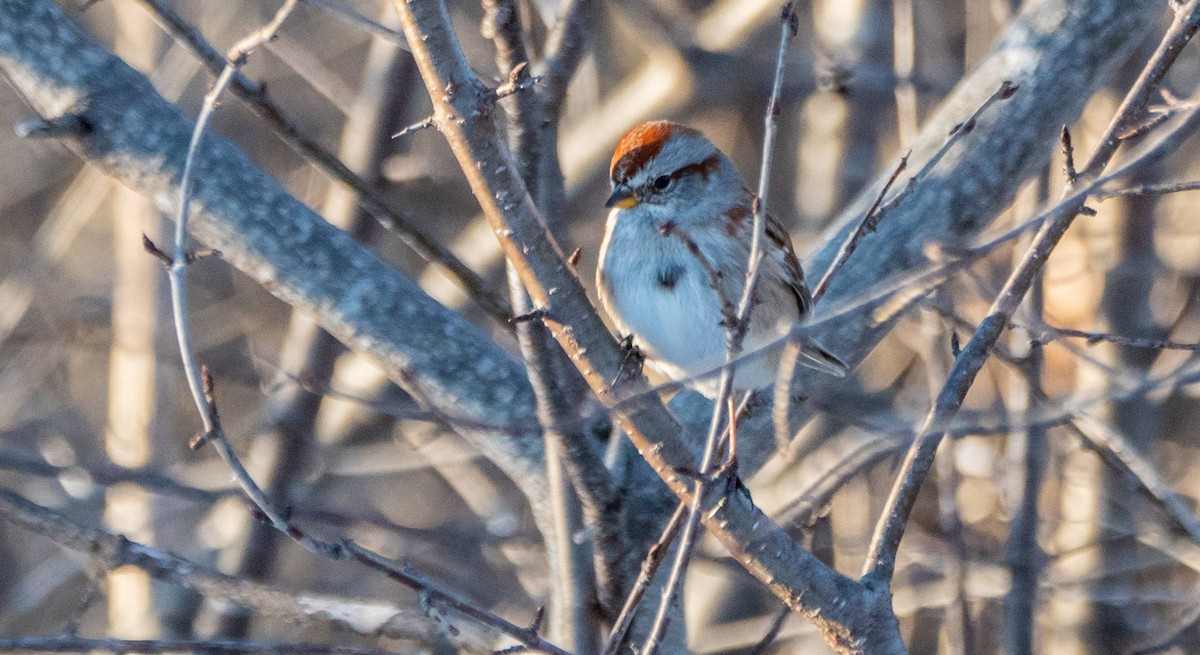 American Tree Sparrow - ML547423821