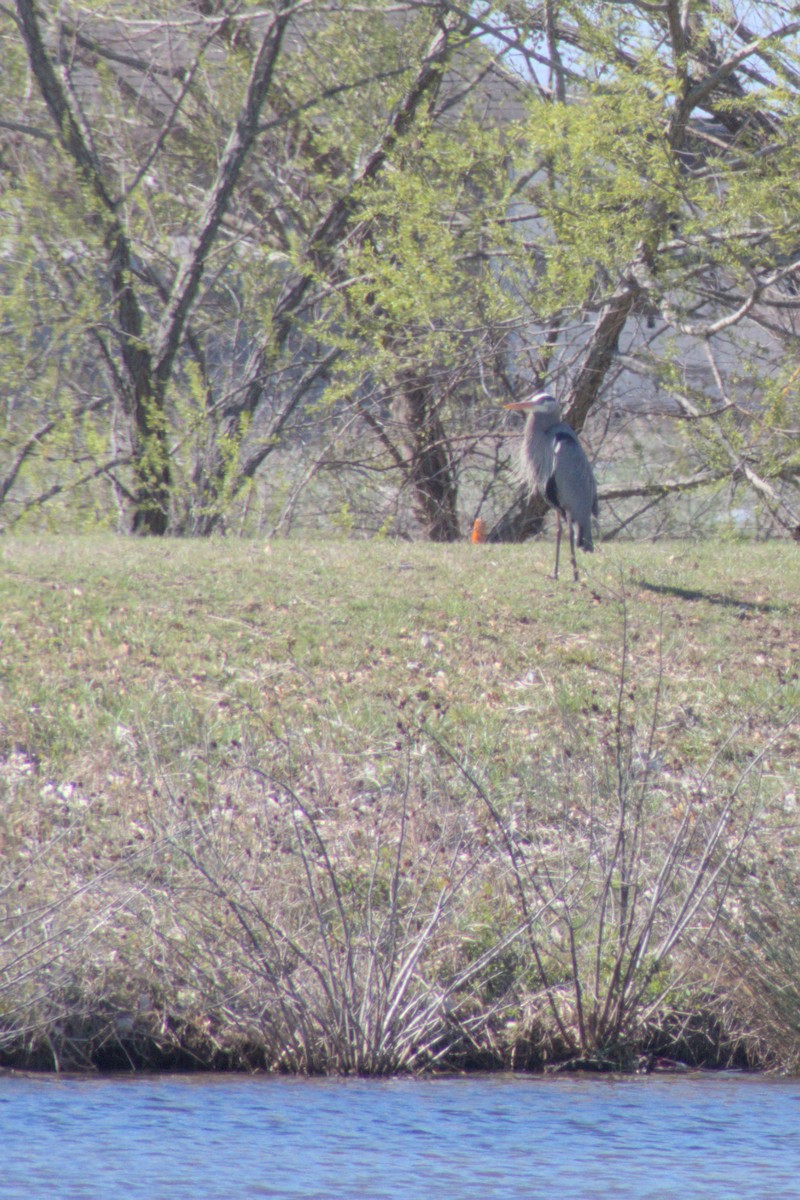 Great Blue Heron - ML547424091