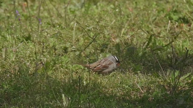 White-crowned Sparrow - ML547425261