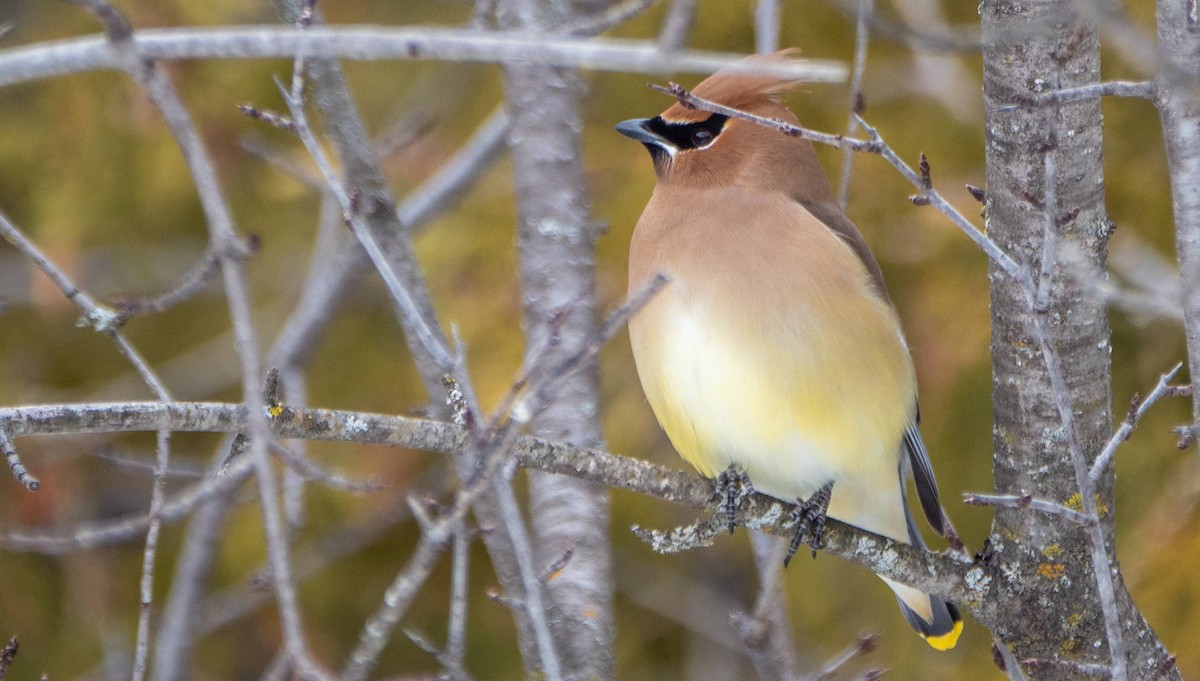 Cedar Waxwing - ML547426151