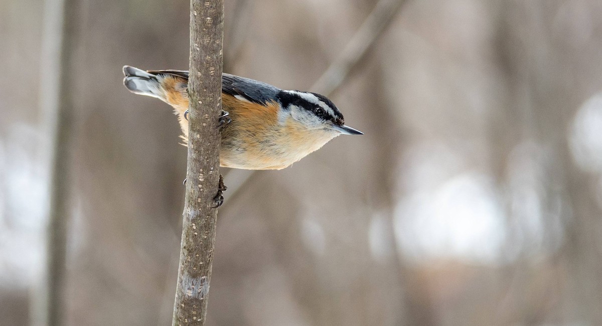 Red-breasted Nuthatch - ML547426491