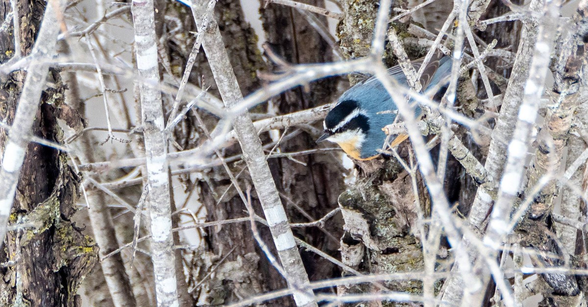 Red-breasted Nuthatch - ML547426501