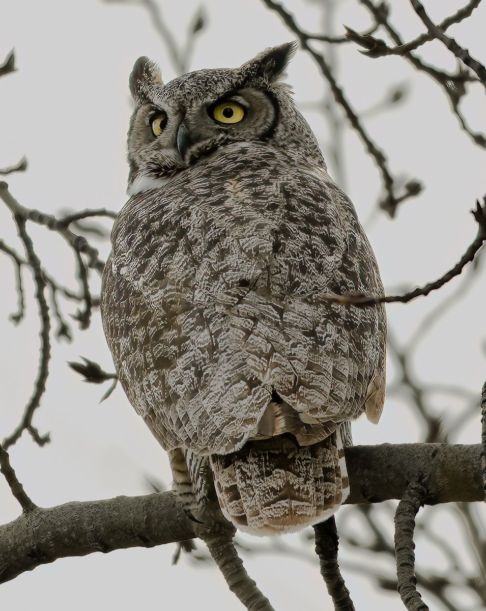 Great Horned Owl - Terry Karlin