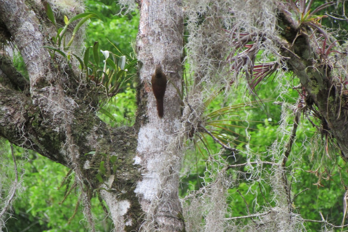 Spot-crowned Woodcreeper - Guillermo Rodriguez