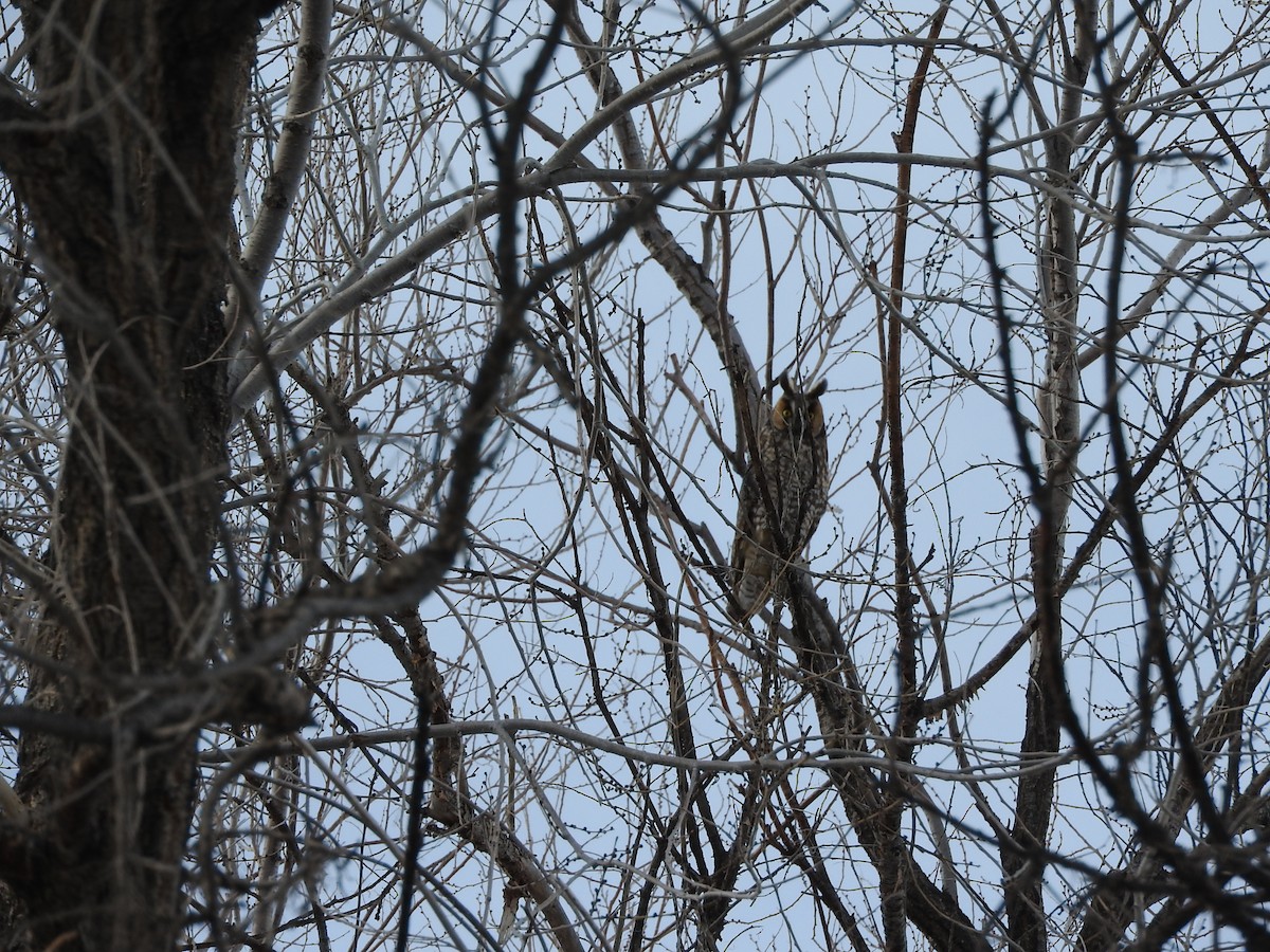 Long-eared Owl - ML547436191