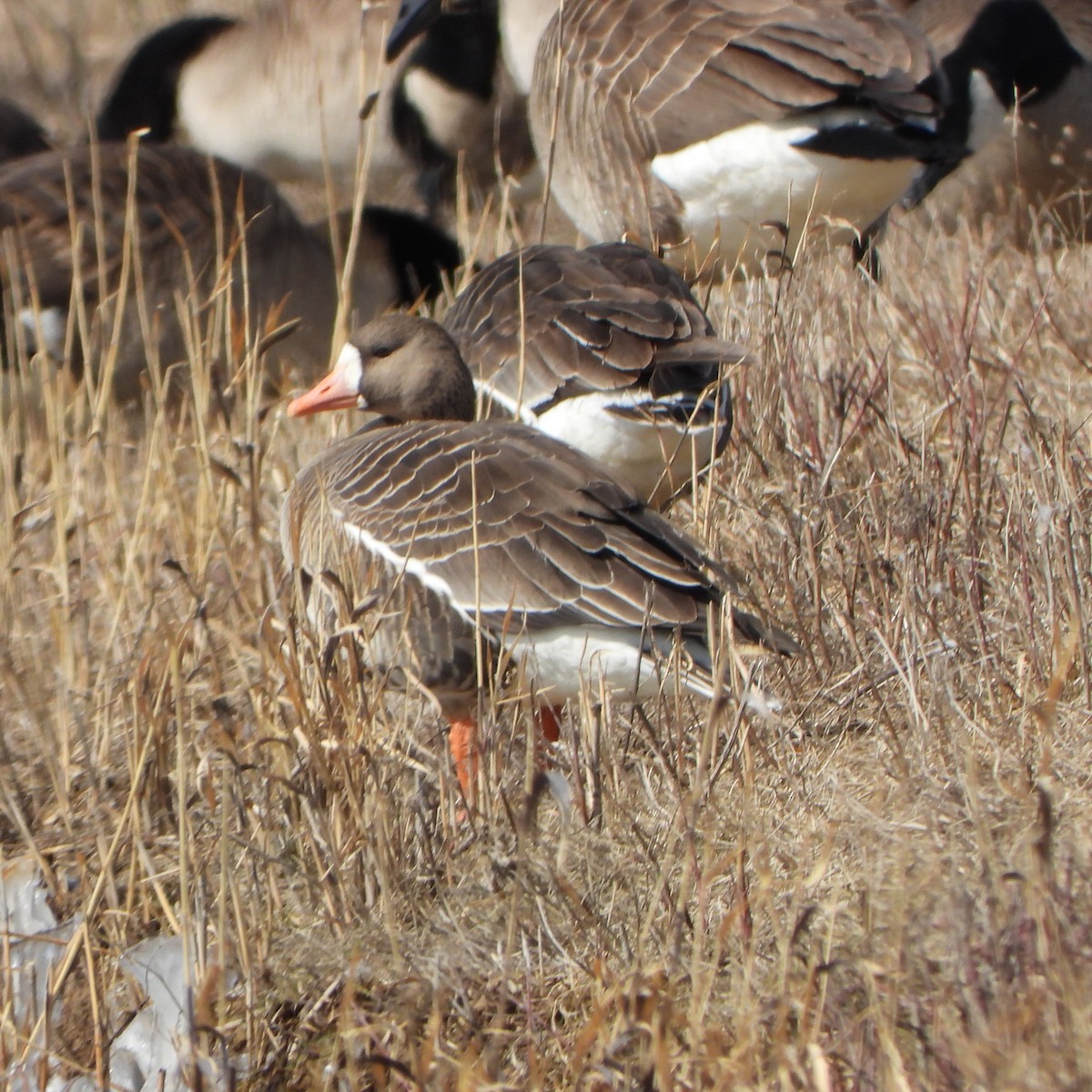 Greater White-fronted Goose - ML547441911