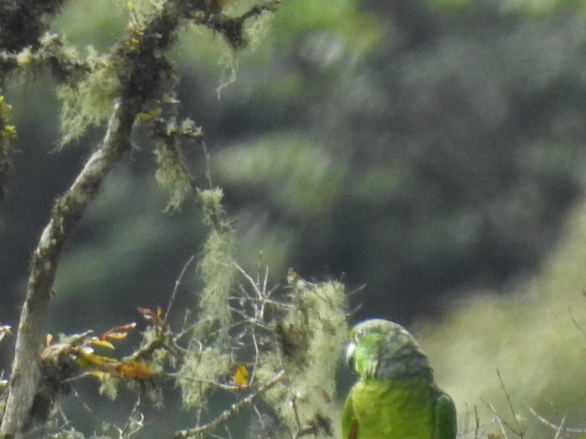 Scaly-naped Parrot - ML547444391