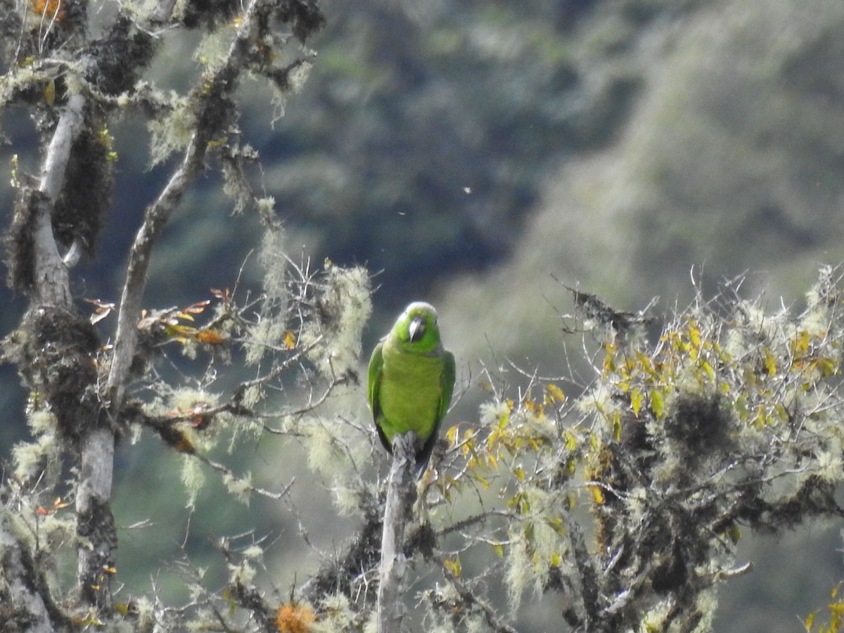 Scaly-naped Parrot - ML547444401