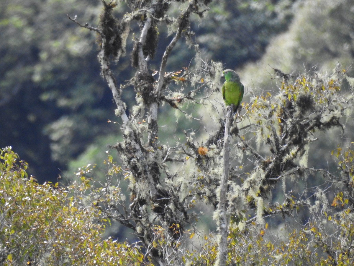 Scaly-naped Parrot - ML547444421