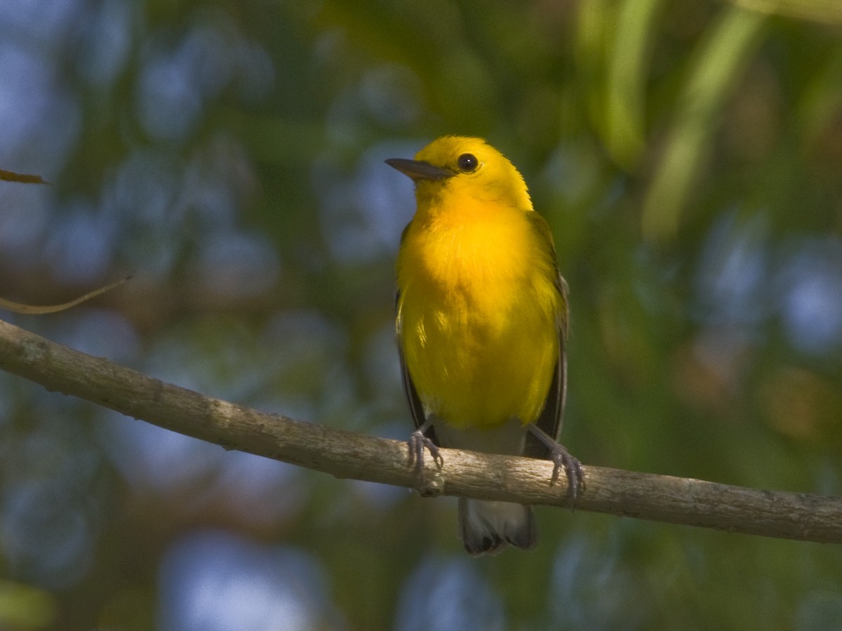 Prothonotary Warbler - ML54744481