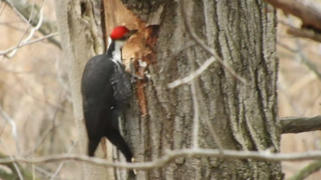 Pileated Woodpecker - ML547444871