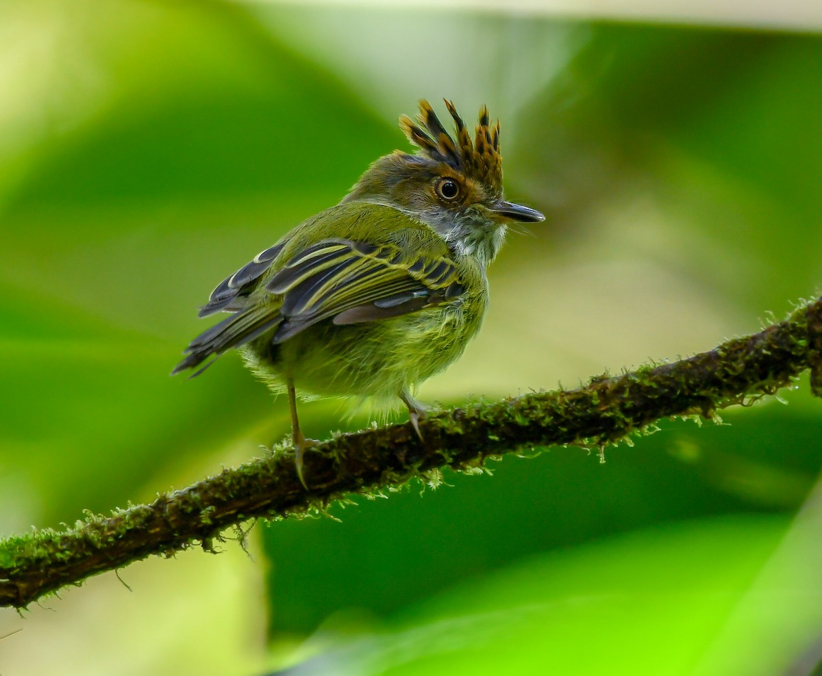 Scale-crested Pygmy-Tyrant - Andres Paniagua