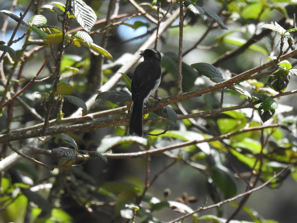 ムネアカヒタキタイランチョウ - ML547447491