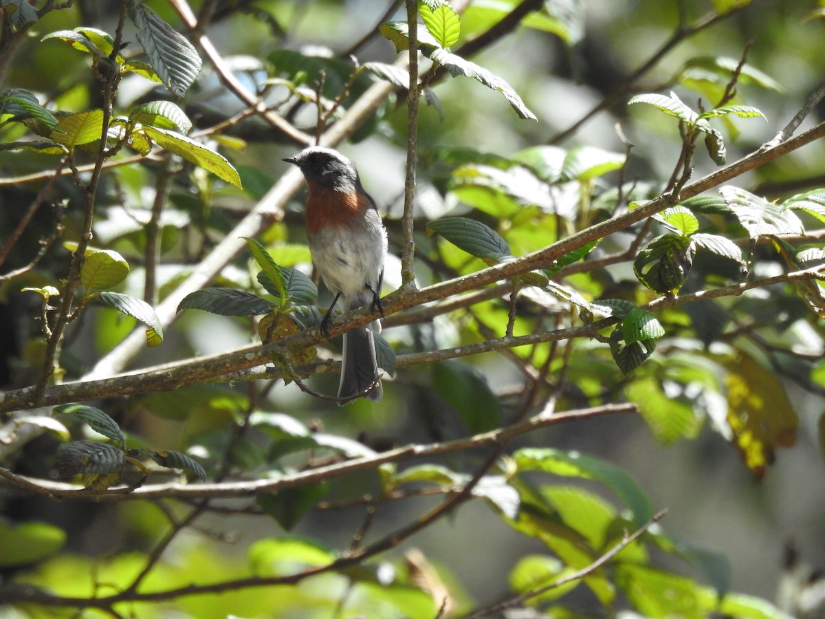 Rufous-breasted Chat-Tyrant - ML547447501