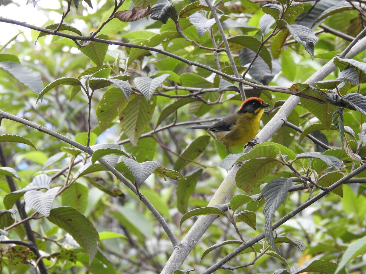 Bolivian Brushfinch - ML547448581