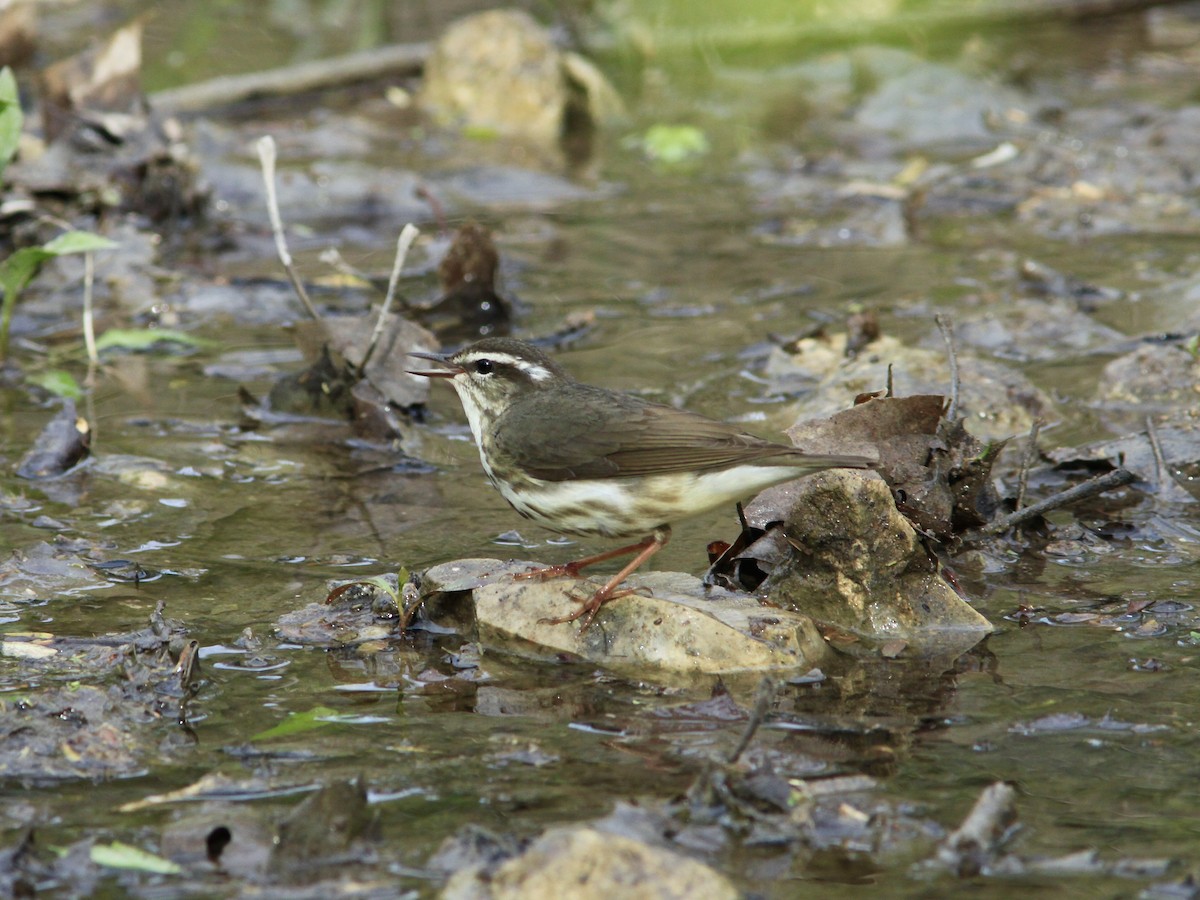 Louisiana Waterthrush - Randy Pinkston