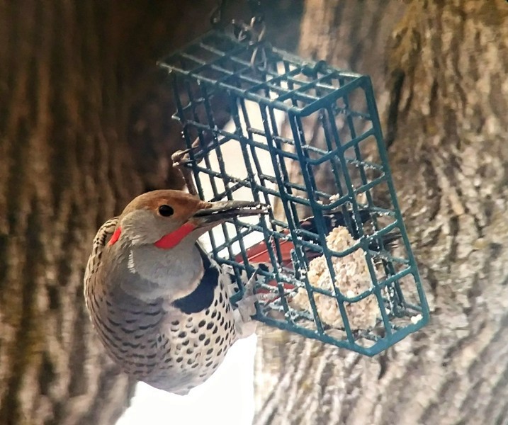 Northern Flicker (Yellow-shafted x Red-shafted) - ML547451601
