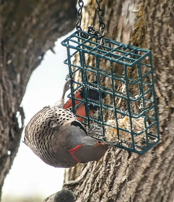 Northern Flicker (Yellow-shafted x Red-shafted) - ML547451651