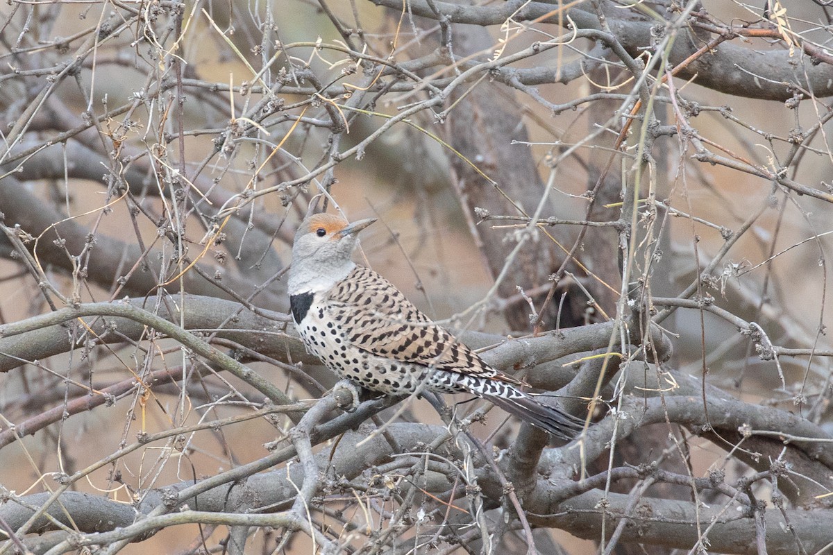 Northern Flicker (Red-shafted) - ML547453751