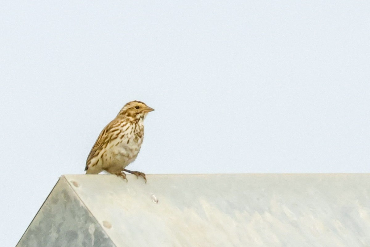 Savannah Sparrow (Savannah) - ML547462371