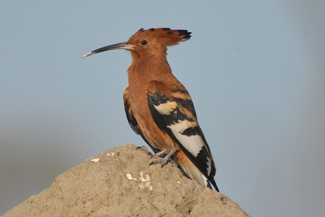 African Hoopoe, <em class="SciName notranslate">Upupa epops africana</em>, Adult Male Frontal View. - Eurasian Hoopoe (African) - 