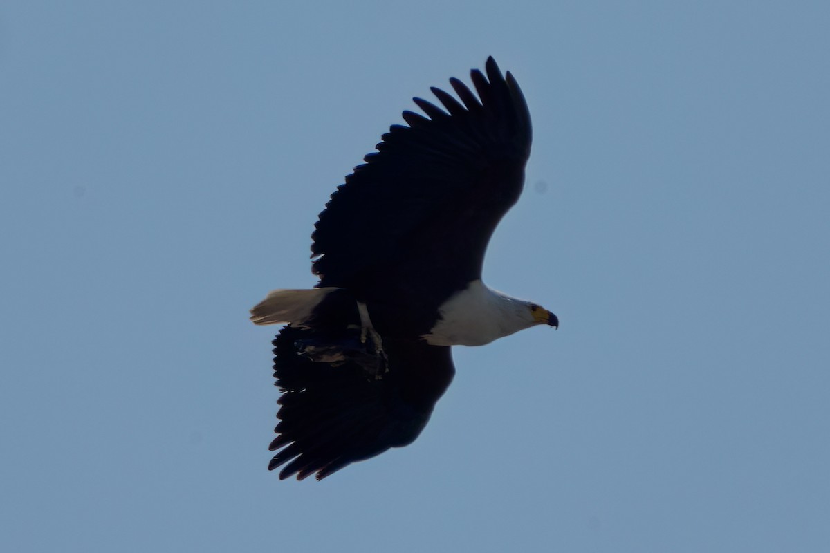 African Fish-Eagle - ML547469931