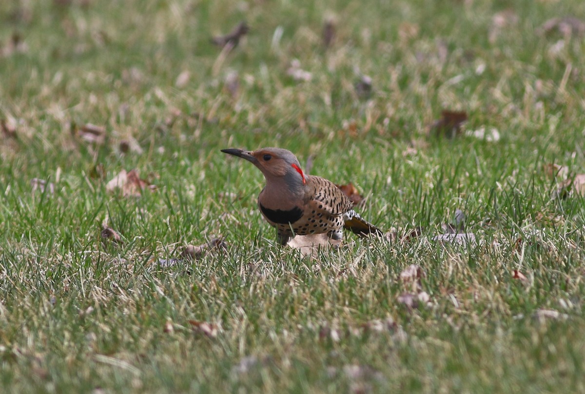 Northern Flicker (Yellow-shafted) - ML54747031