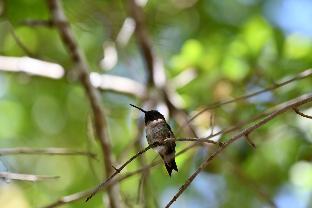 Ruby-throated Hummingbird - ML547477291
