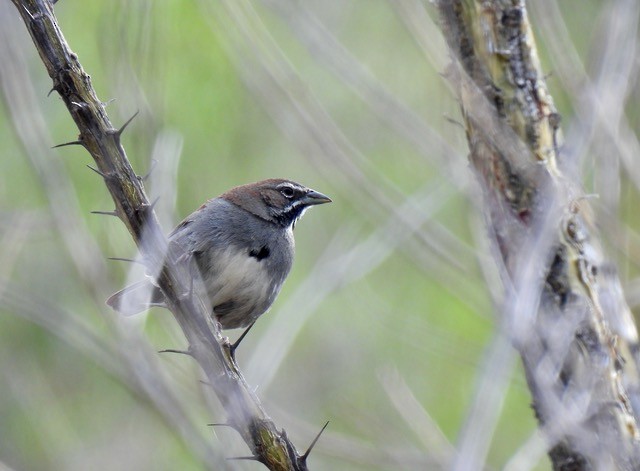 Five-striped Sparrow - Rob Rutledge