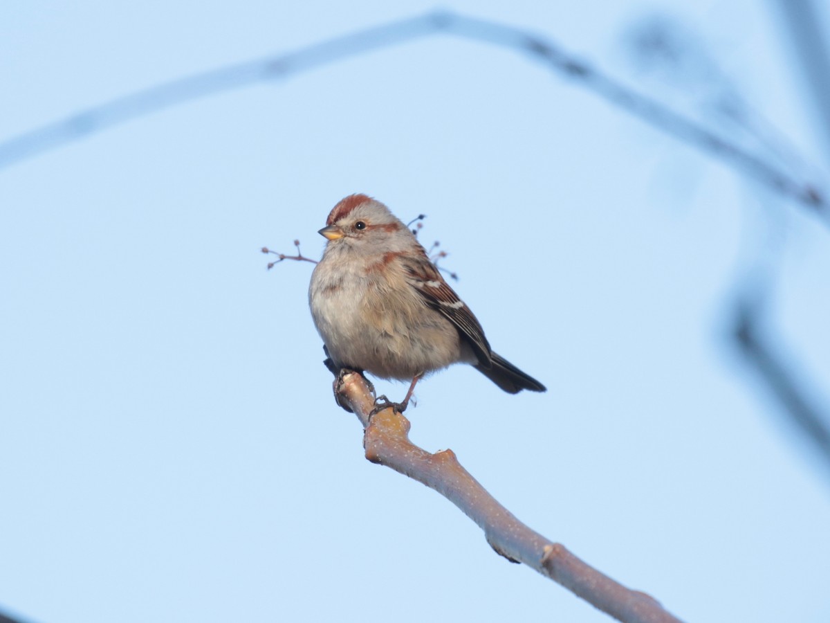 American Tree Sparrow - Paul Jacyk