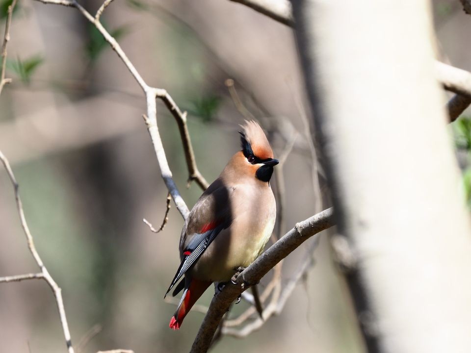 Japanese Waxwing - ML547484331