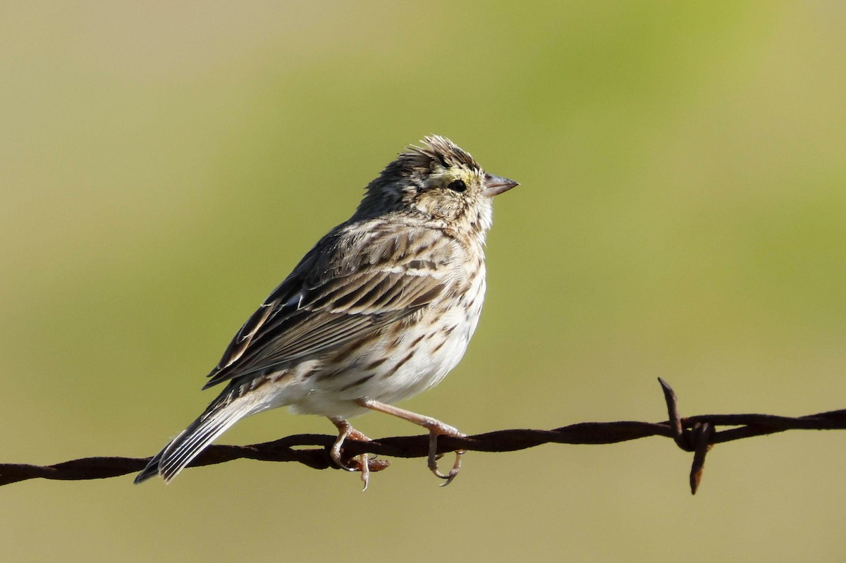 Savannah Sparrow (Savannah) - ML547485231
