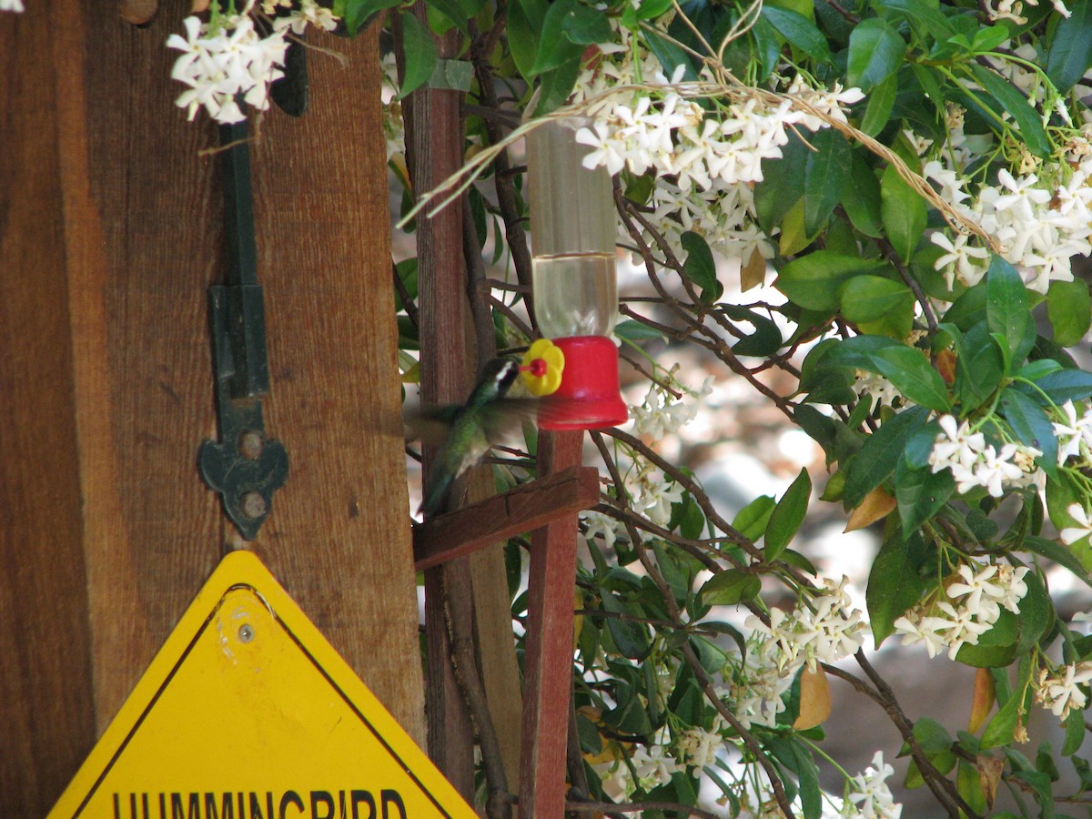 White-eared Hummingbird - Steve Hosmer