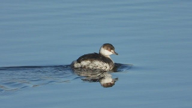 Horned Grebe - ML547495821