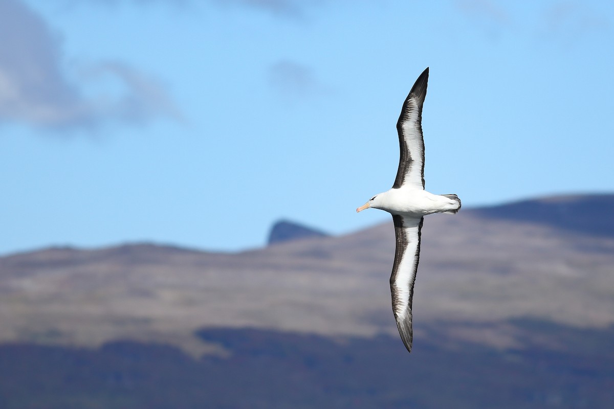 Black-browed Albatross - Angus Pritchard