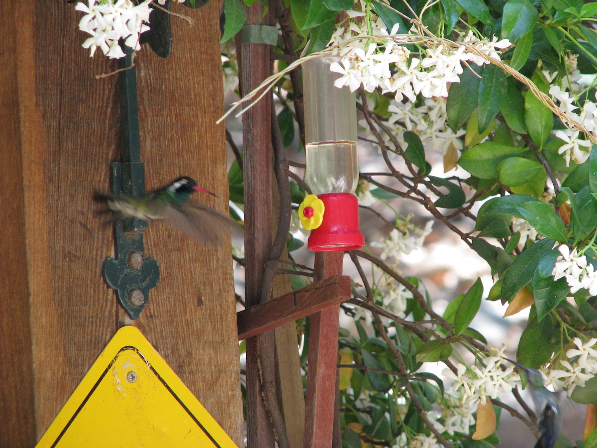 White-eared Hummingbird - Steve Hosmer