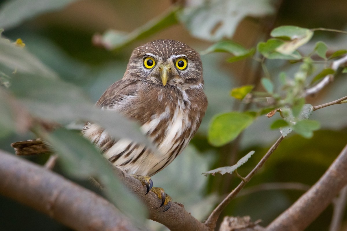 Ferruginous Pygmy-Owl - Rain Saulnier