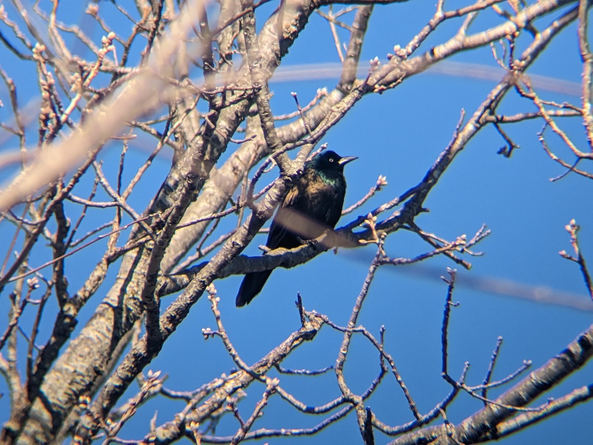 Common Grackle - ML547501041