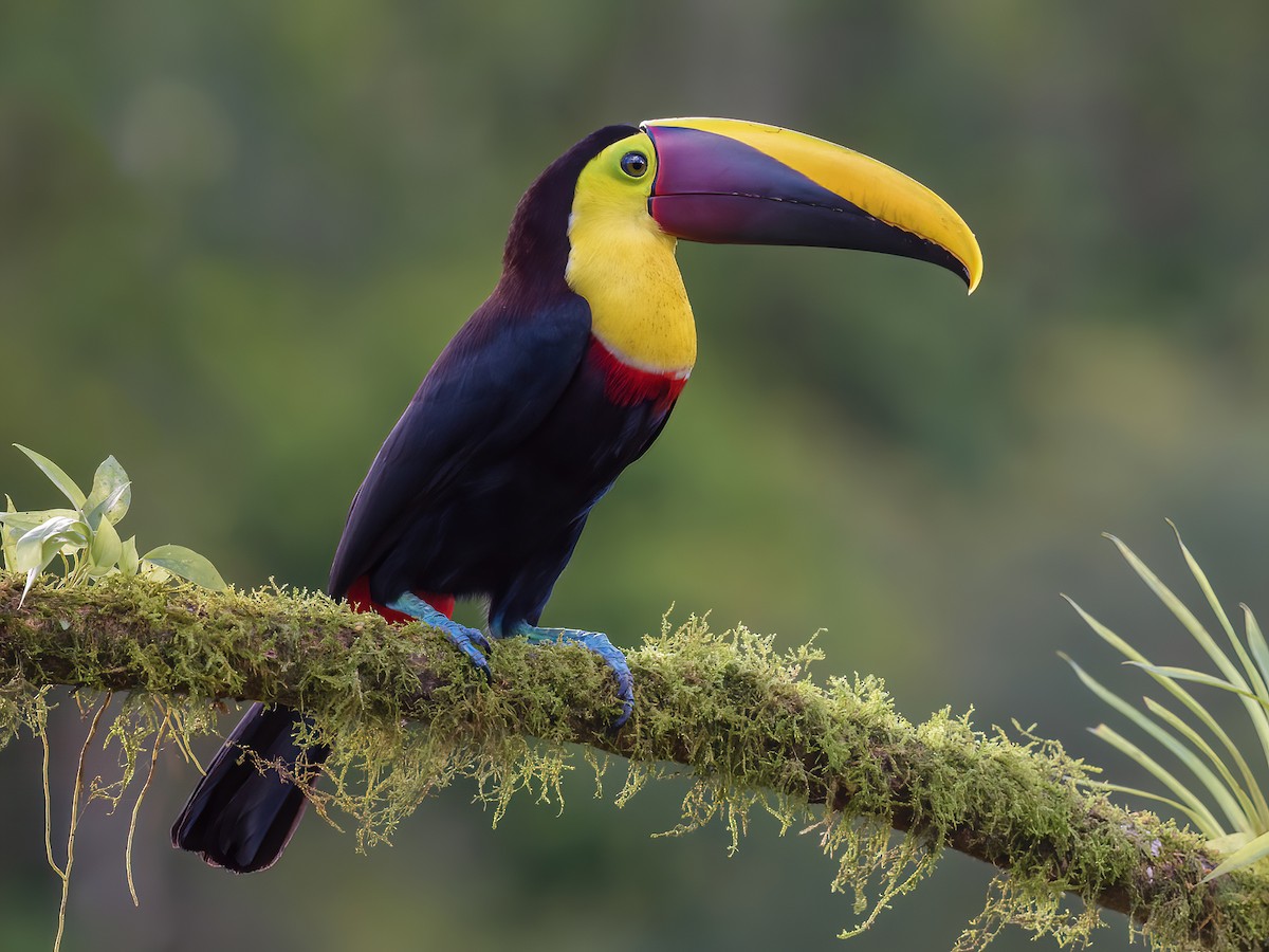 Yellow-throated Toucan - Ramphastos ambiguus - Birds of the World