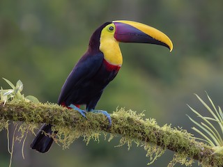  - Yellow-throated Toucan