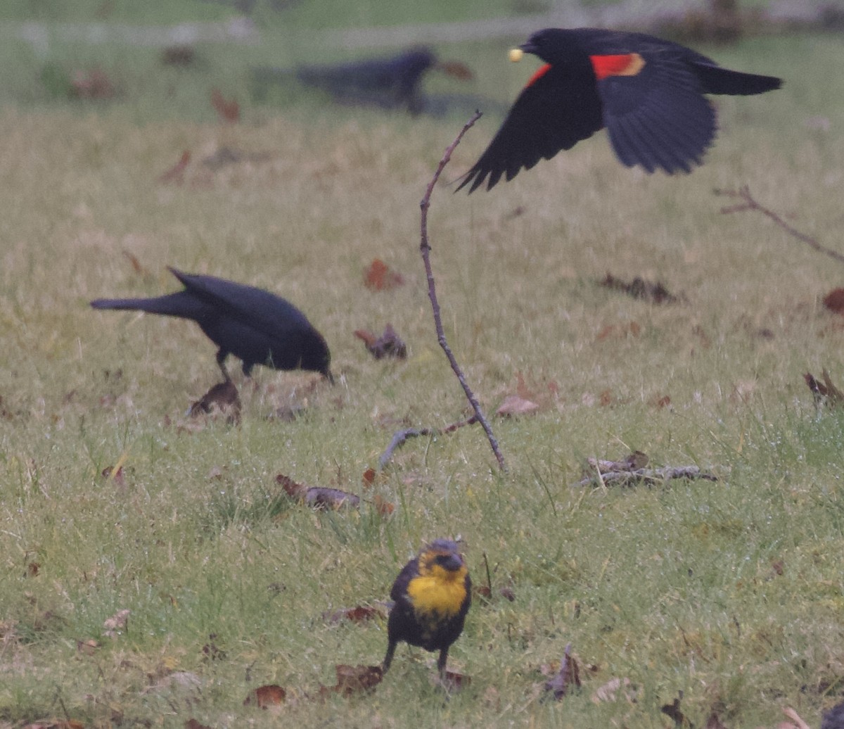 Yellow-headed Blackbird - ML547508461