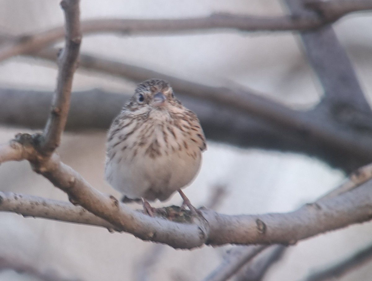 Vesper Sparrow - 🦉Richard Aracil🦅