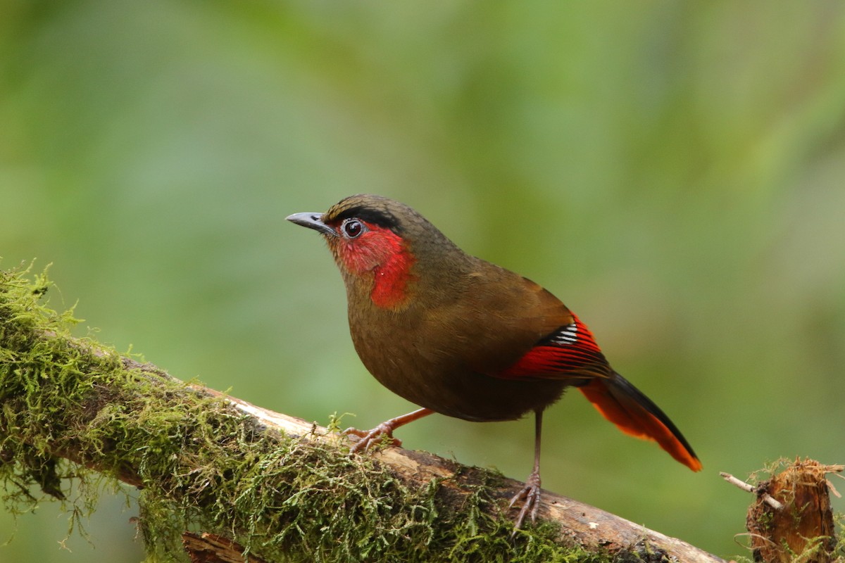 Red-faced Liocichla - ML547509351